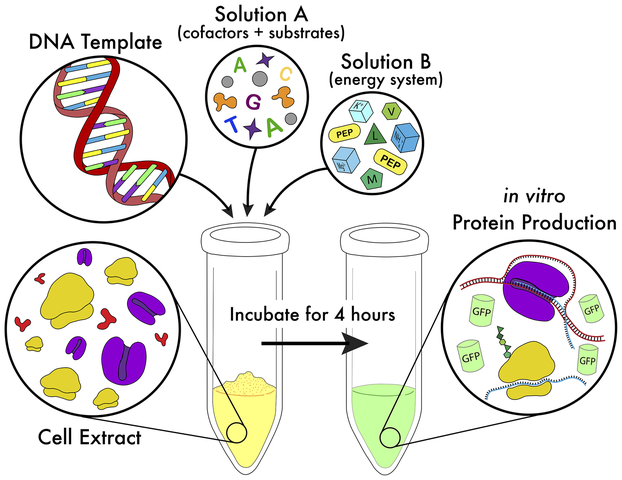 Schematic of a cell-free reaction: a DNA template, a cofactor and substrate solution, and an energy-system solution are added to cell extract and incubated for 4 hours, turning yellow extract into green GFP-producing protein.