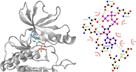 Graphical abstract showing a MEK1 protein model and active-site molecular interactions.