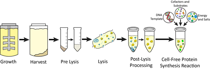 Step-by-step extract preparation workflow: growth, harvest, pre-lysis, lysis and post-lysis processing, followed by a cell-free protein synthesis reaction with DNA template, cofactors, substrates, energy and salts.