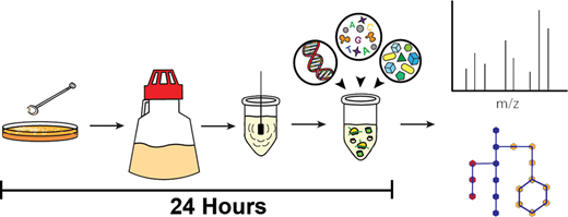 Graphical abstract of the 24-hour cell-free expression workflow and metabolism analysis.