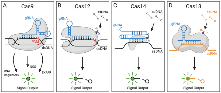 Four CRISPR detection systems, Cas9, Cas12, Cas14 and Cas13, each pairing a guide RNA with its DNA or RNA target to produce a fluorescent signal output.
