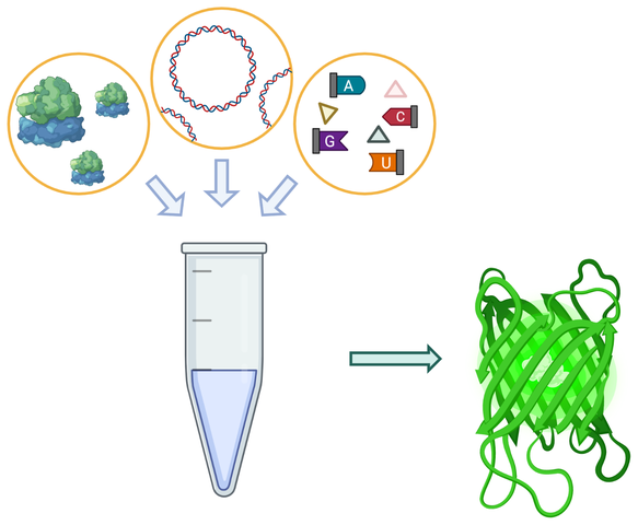 Cell-free expression overview: cellular machinery, a DNA template and a mix of cofactors and substrates combine in a tube to produce green fluorescent protein.