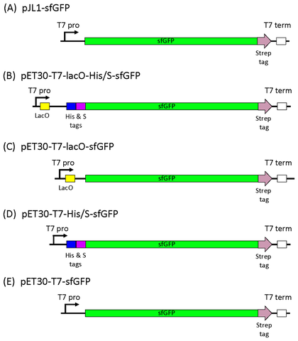 Five sfGFP expression cassettes, labeled A to E: pJL1-sfGFP and four pET30 variants that differ in the lacO operator and the His and S tags, each with a T7 promoter, Strep tag and T7 terminator.