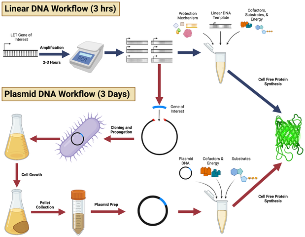 Workflow comparison: a linear DNA template reaches cell-free protein synthesis in about 3 hours, while the plasmid route through cloning, cell growth and plasmid preparation takes about 3 days.
