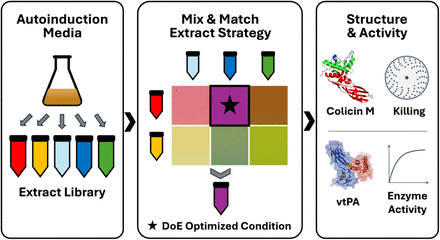 Graphical abstract: an extract library grown in autoinduction media, a mix-and-match extract strategy optimized by design of experiments, and the structure and activity of colicin M and vtPA.